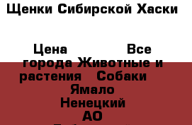 Щенки Сибирской Хаски › Цена ­ 20 000 - Все города Животные и растения » Собаки   . Ямало-Ненецкий АО,Губкинский г.